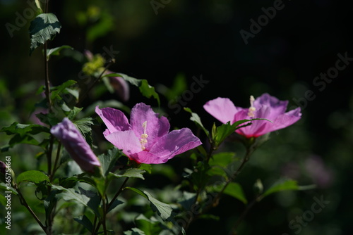 Light Pink Flower of Rose of Sharon in Full Bloom