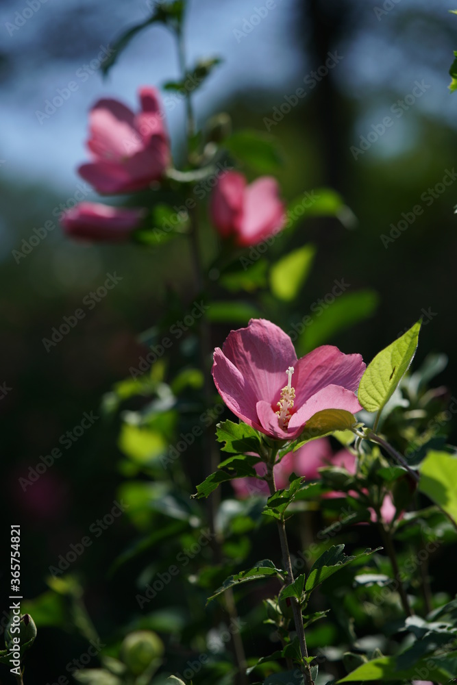 Light Pink Flower of Rose of Sharon in Full Bloom
