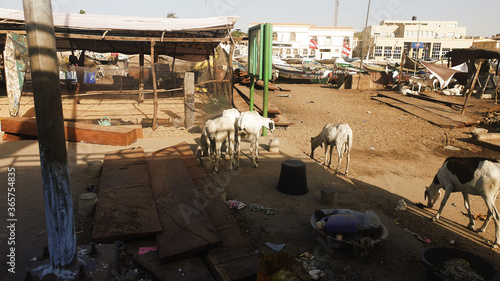 goats eating rubble