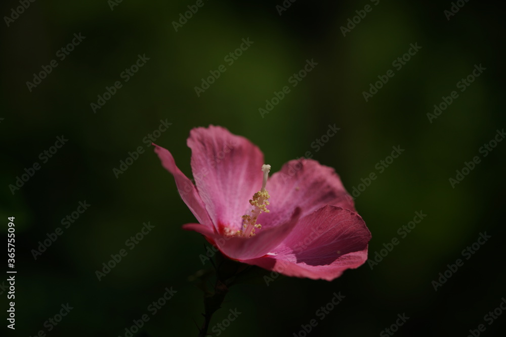 Fototapeta premium Light Pink Flower of Rose of Sharon in Full Bloom
