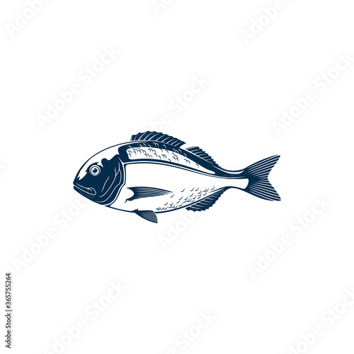 Gilt head bream isolated Sparus aurata saltwater fish. Vector Orata or Dorada fish of bream family Sparidae found in Mediterranean Sea. Icon of underwater animal with flounders, seafood photo