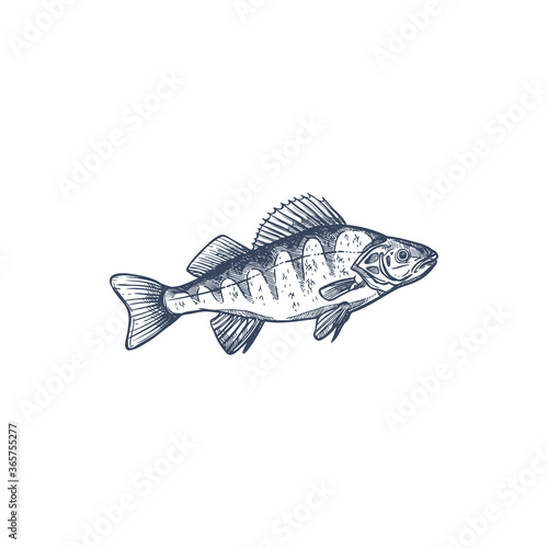 Perch freshwater gamefish family Percidae, common Perca isolated monochrome sketch. Vector yellow perch Perca flavescens, European and Balkhash freshwater animal, found in ponds, lakes, streams