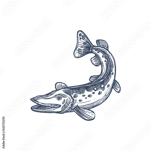 Pickerel or esox fish, isolated freshwater pike monochrome sketch. Vector elongated torpedo-like predatory fish, mackerel pike or Pacific saury. Hand drawn walleye, Sander vitreus Esox or pickerel photo