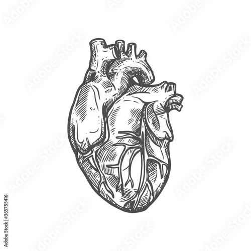 Heart sketch icon, cardiovascular system isolated vector. Blood circulation, human anatomy