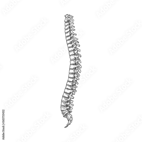 Backbone or spine icon, human skeleton anatomy isolated sketch. Spinal cord, vertebrae sketch