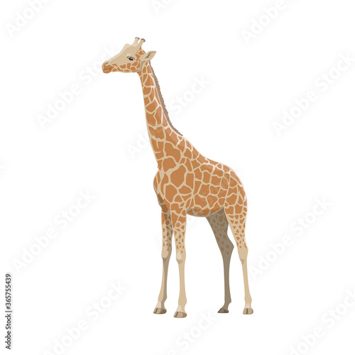 Fototapeta Naklejka Na Ścianę i Meble -  Giraffe wild animal vector isolated icon. African safari zoo and savanna hunt trophy giraffe