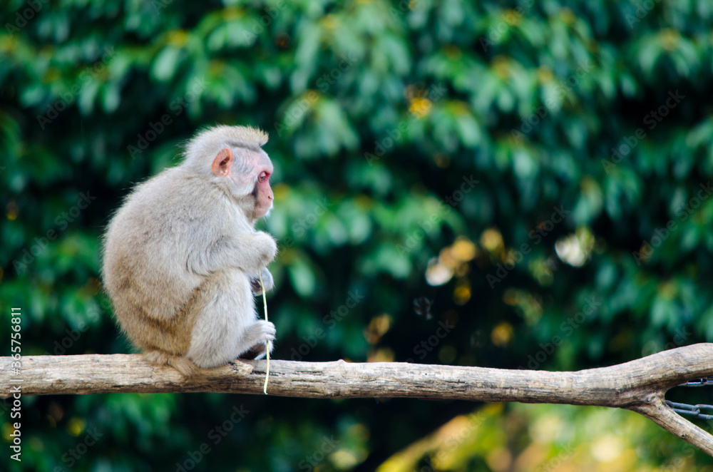 Fototapeta premium 子猿
