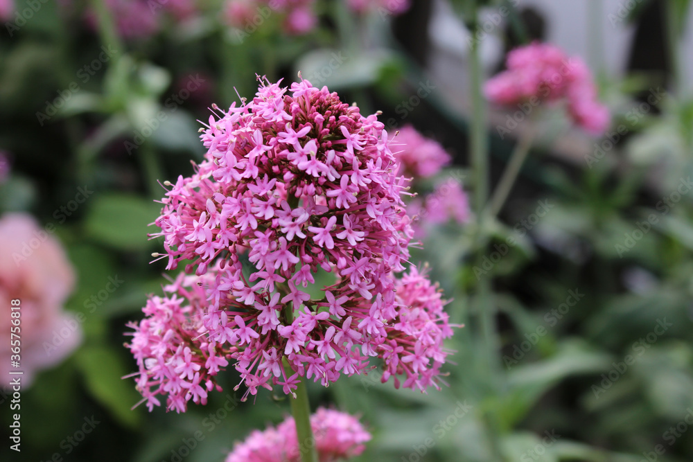 Obraz premium lilac flowers in the garden