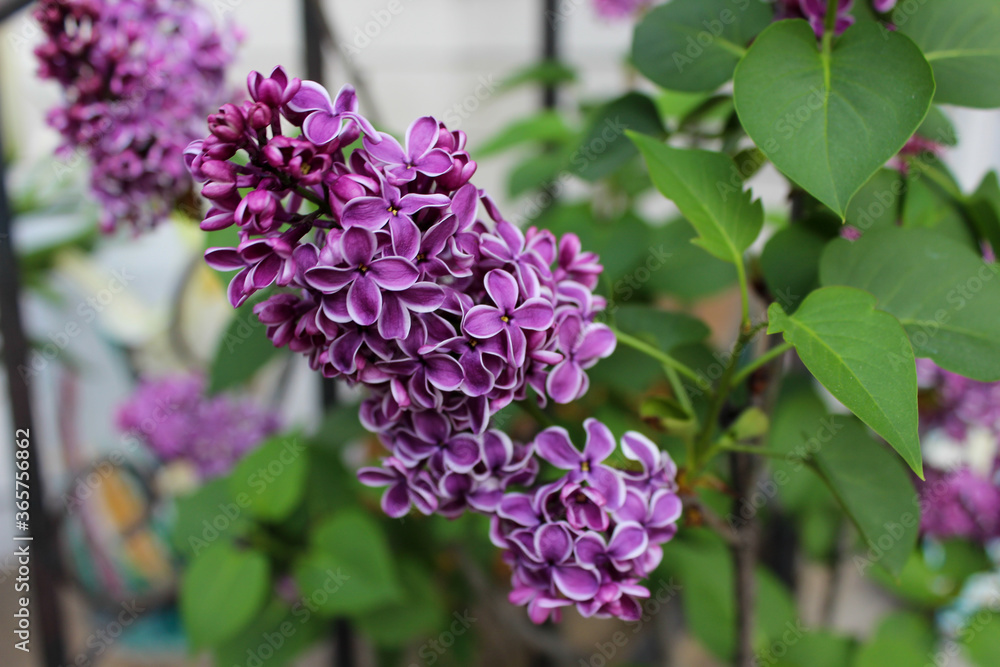 lilac flowers in the garden lilac flowers in the garden