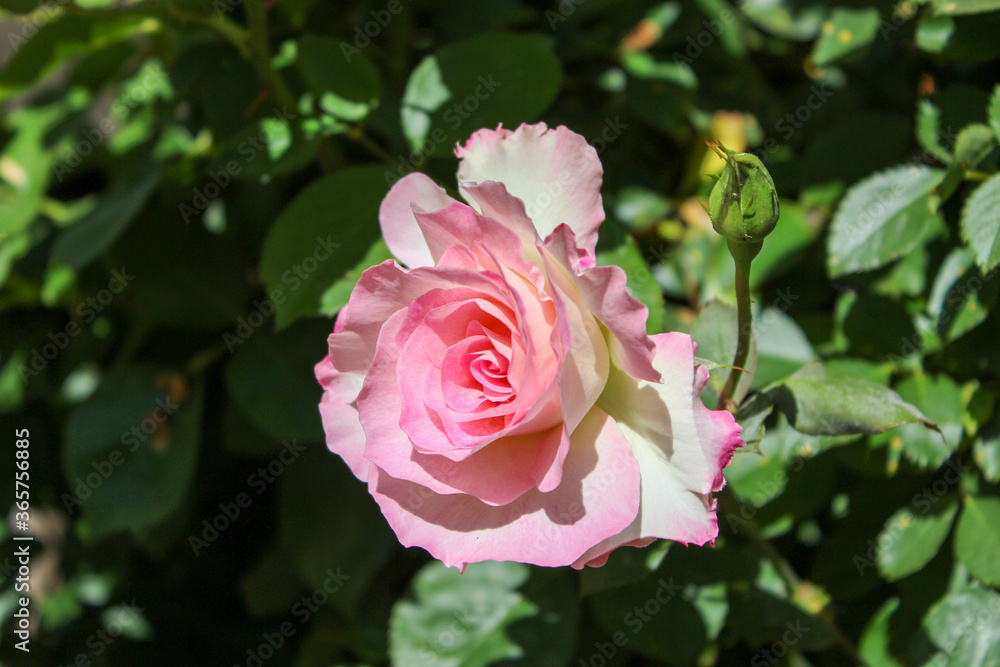 pink rose in garden pink rose in garden