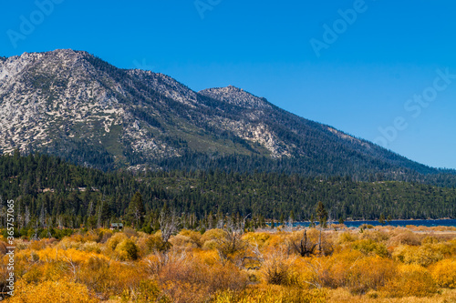 Golden Leaves on the Willow Trees Along Taylor Creek and Mount Tallac, Lake Tahoe, California, USA.