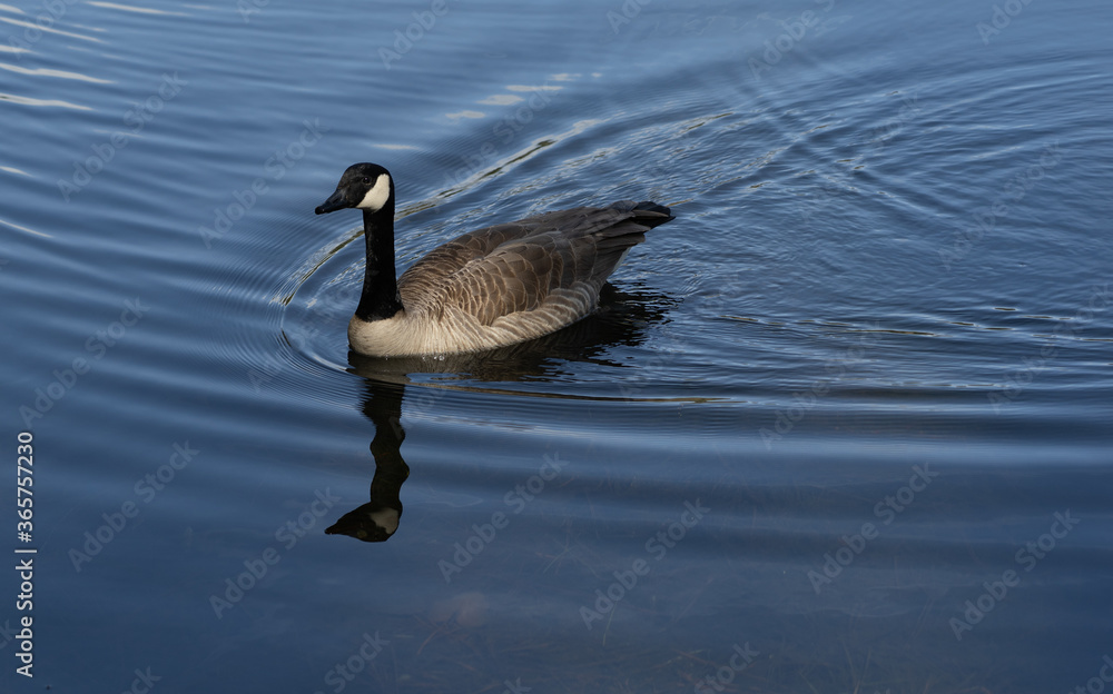 Canadian Goose and on pond with reflection Canadian Goose and on pond with reflection