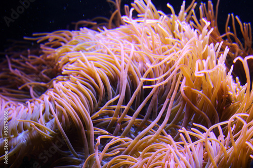 pink and purple sea anemone