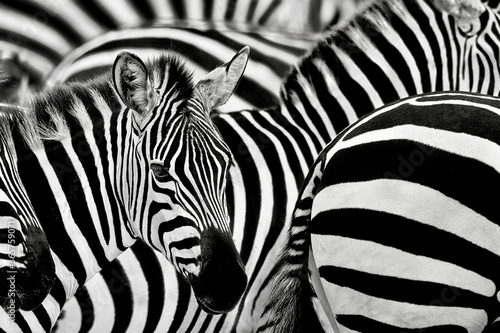 zebra in wildlife  abstract with lines and closeup black and white