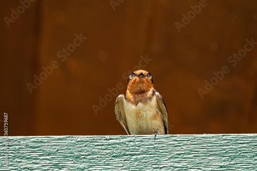 Fototapeta Naklejka Na Ścianę i Meble -  one beautiful dark blue feathered swallow with orange chest resting under the sun on top of a green painted wooden bin on a building