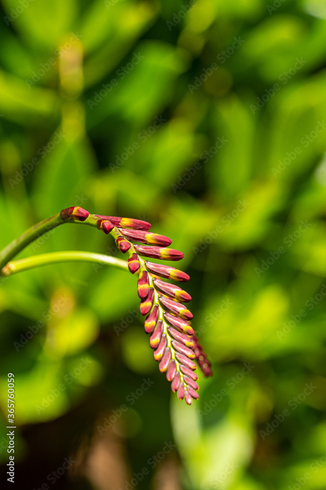 close up of one branch filled with red Montbretia flower buds under the sun in the garden with green background close up of one branch filled with red Montbretia flower buds under the sun in the garden with green background