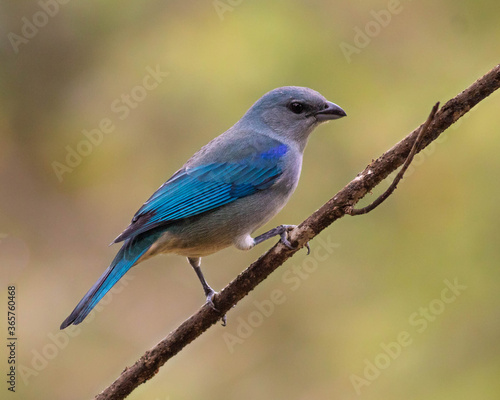 blue bird on a branch © Amanda Kariella