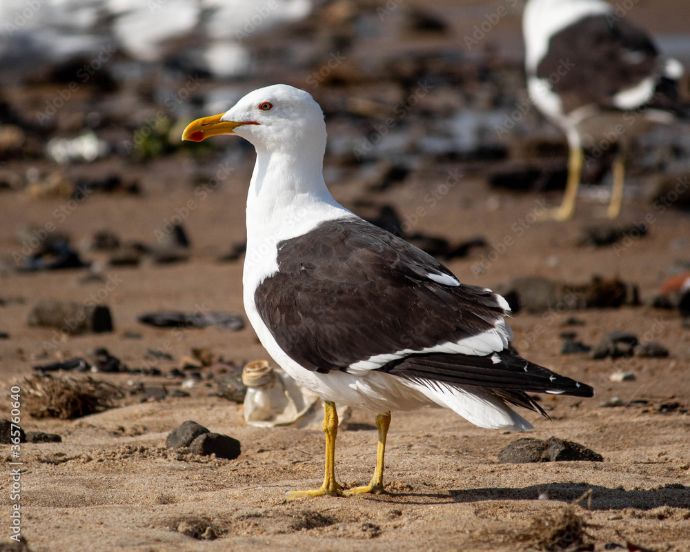 Obraz premium seagull on the beach