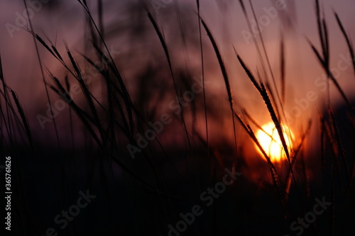 The Art Background of Sunset behind the grass flowers. Grasses Closeup.