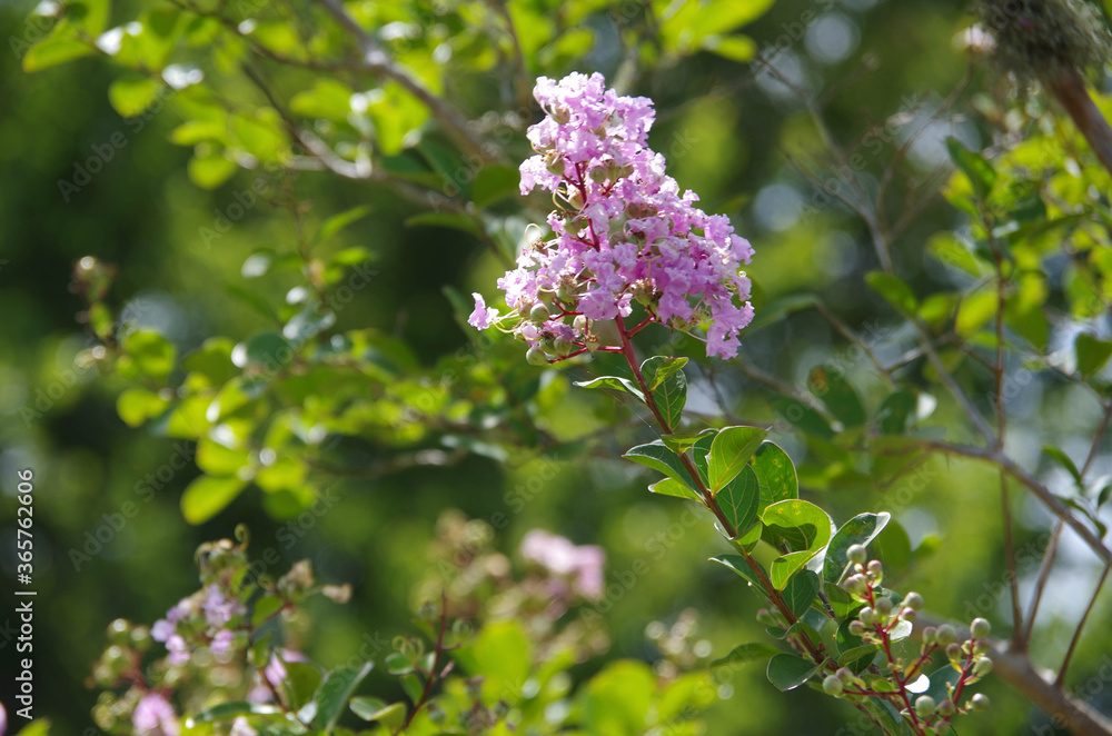 Pink Crepe Myrtle flower Pink Crepe Myrtle flower