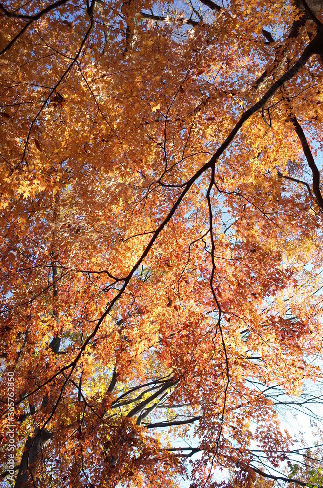 Beautiful Autumn Leaves in Japanese Garden Beautiful Autumn Leaves in Japanese Garden