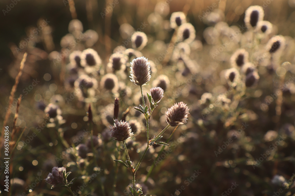 Fluffy pink flowers of Trifolium arvense (hare's-foot clover, rabbitfoot clover) in a meadow at dawn Fluffy pink flowers of Trifolium arvense (hare's-foot clover, rabbitfoot clover) in a meadow at dawn
