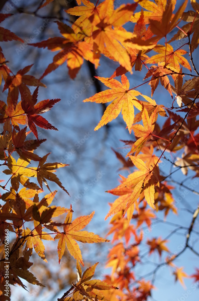 Golden Autumn Leaves of Japanese Maple Tree Golden Autumn Leaves of Japanese Maple Tree