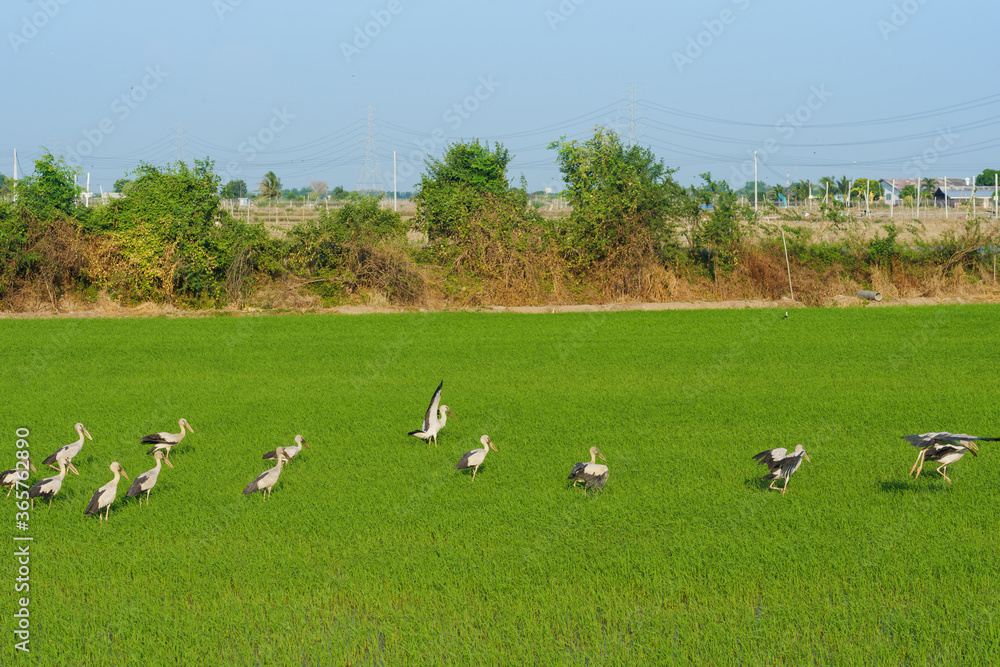 Many Egret, or heron stand in the rice field beautiful white bird.