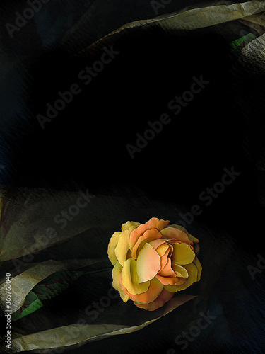 Flowers on Black Background photo