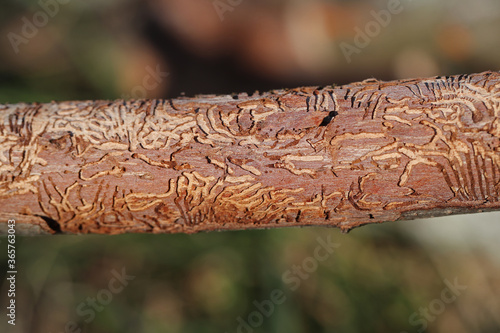 branch of an elm tree Latin ulmus or frondibus ulmi showing the effect of Dutch elm disease also called grafiosi del olmo and the pattern the beetle has made by boring into the trunk of the dying tree