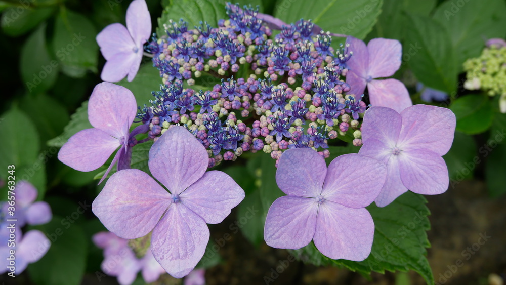 Bloom quietly on a rainy day, Hydrangea macrophylla