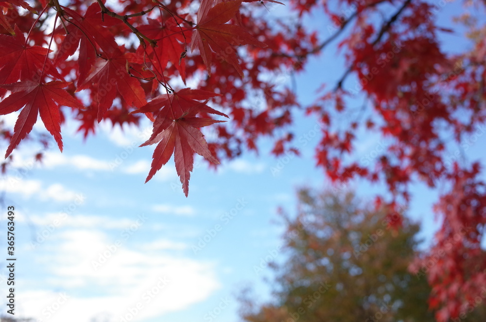 Red Autumn Leaves of Japanese Maple Tree Red Autumn Leaves of Japanese Maple Tree