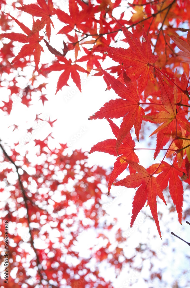 Red Autumn Leaves of Japanese Maple Tree Red Autumn Leaves of Japanese Maple Tree