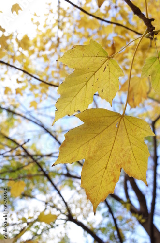 Beautiful Autumn Leaves in Japanese Garden