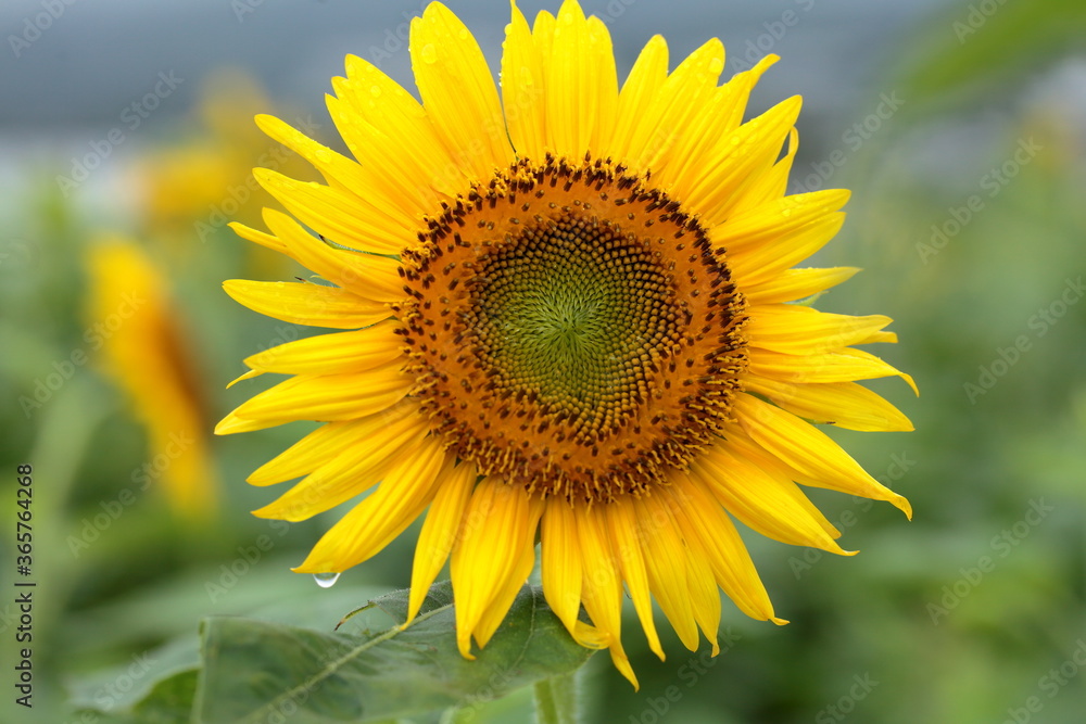 The sunflowers have become perfect for viewing The sunflowers have become perfect for viewing