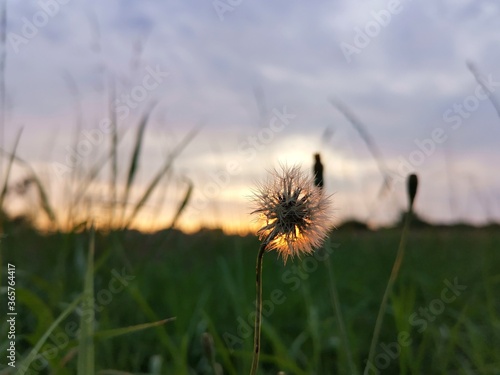 dandelion in the grass