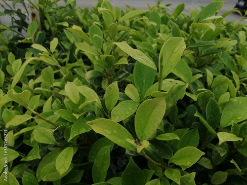 Wallpaper Mural Green leaves after the rain close Torontodigital.ca