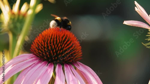 Closeup the bee pollinate a flower
