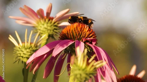 Closeup the bee pollinate a flower
