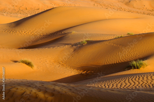 Contours of the dunes of Wahiba Sands (Sharqiya Sands), Oman © Michele Burgess