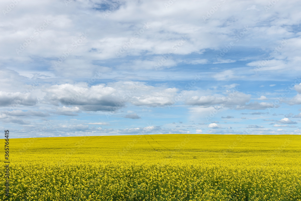 An image of a yellow canola seed field in full bloom under a cloudy sky. An image of a yellow canola seed field in full bloom under a cloudy sky.