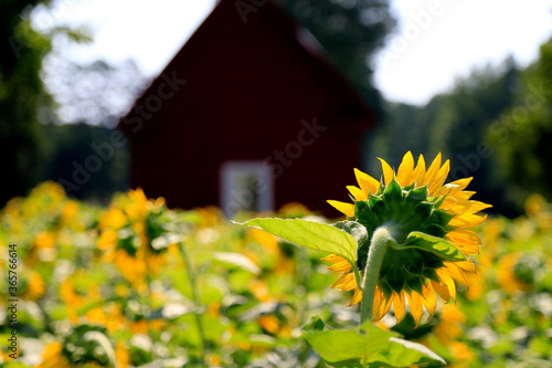 Sunflowers in a rural farm setting