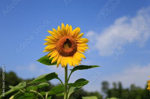 Sunflowers in a rural farm setting