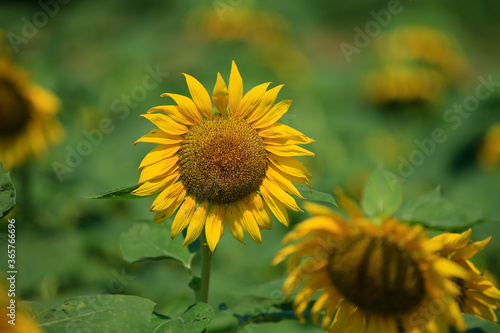 Sunflowers in a rural farm setting © David