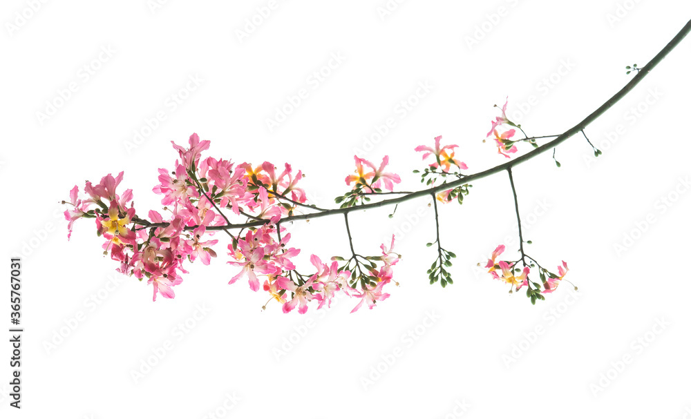 pink silk floss tree flower isolated on white background