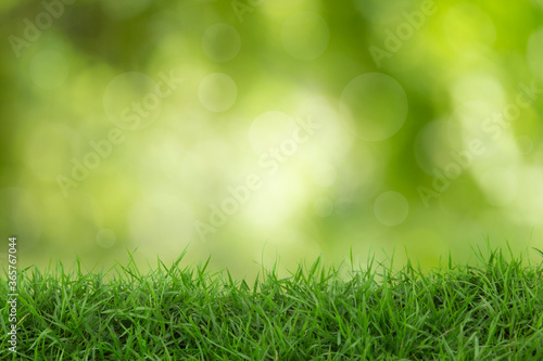 Grass with blurred background, green concept. 