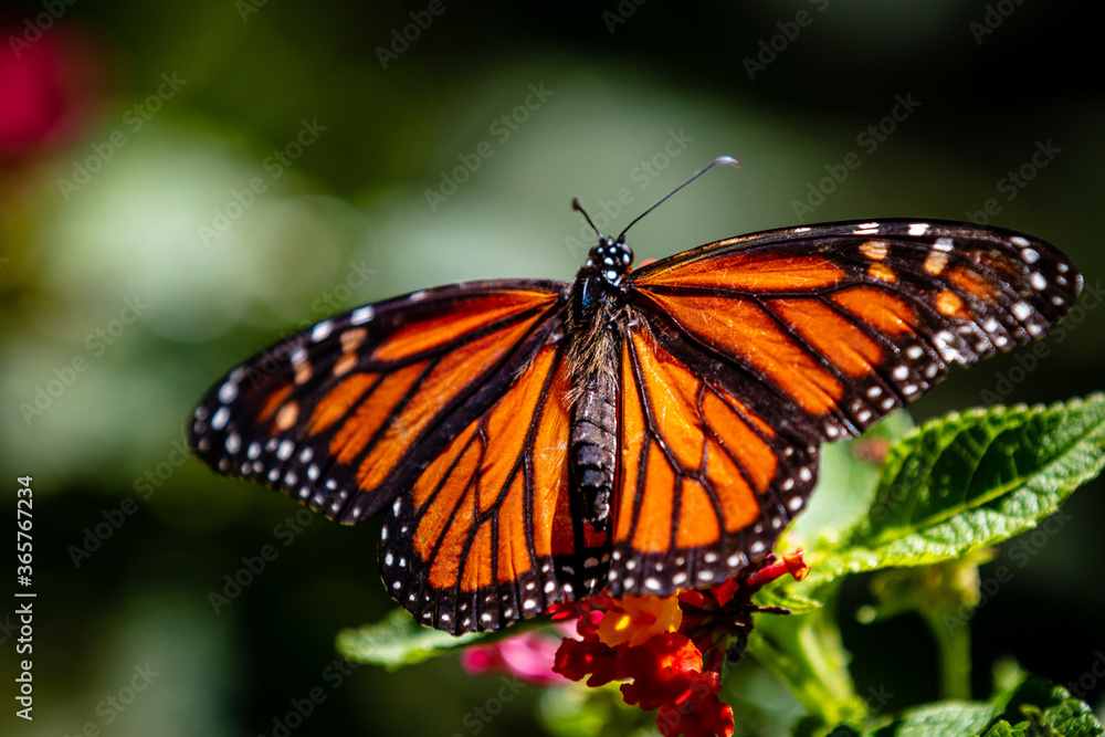 Naklejka premium closeup butterfly on small flowers