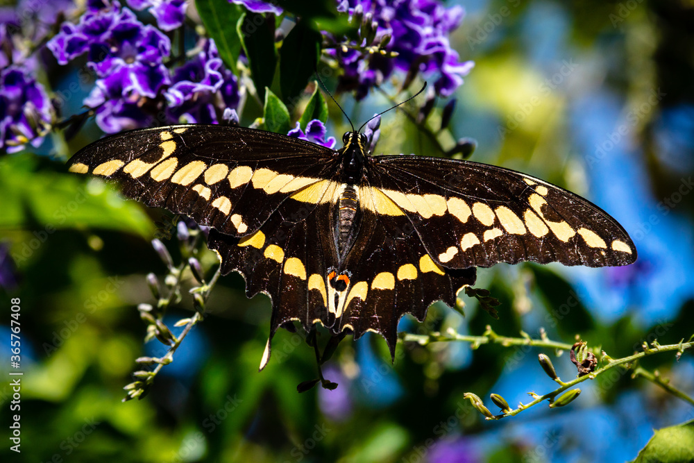 Fototapeta premium closeup butterfly on small flowers