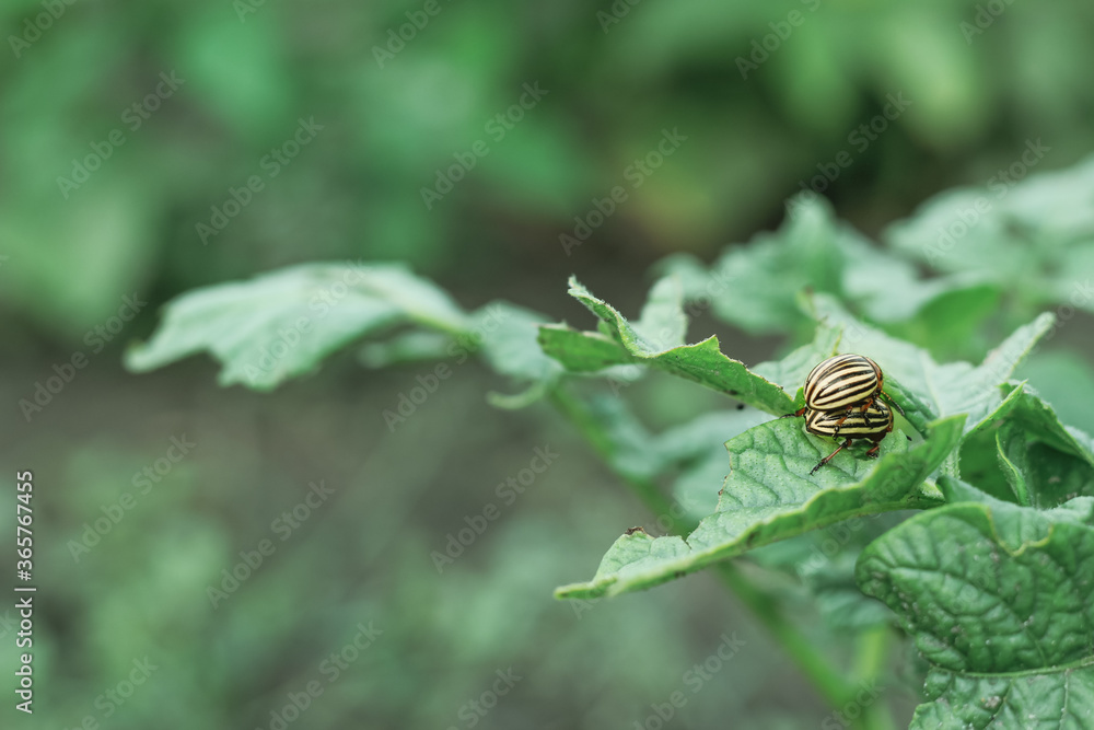 Insect pest Colorado potato beetle sits on a potato bush Insect pest Colorado potato beetle sits on a potato bush