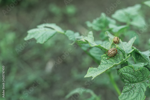 Insect pest Colorado potato beetle sits on a potato bush